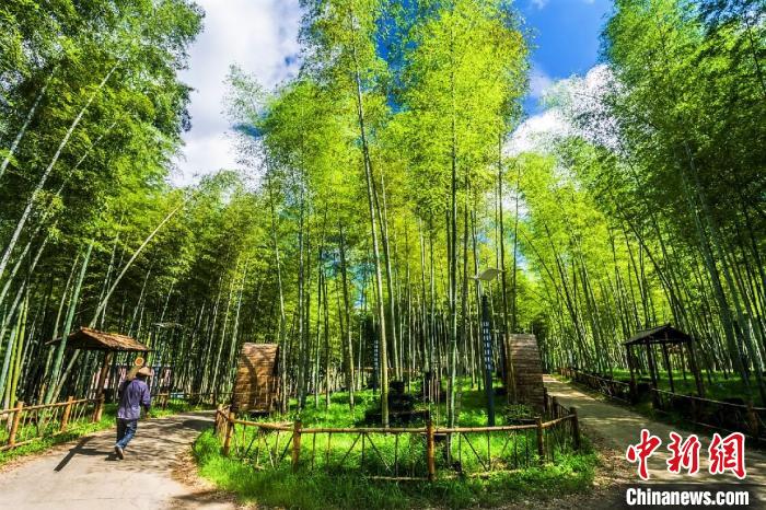 資料圖：綢嶺村的蒼翠竹園?！¤蠘s縣東源鄉(xiāng) 供圖 攝