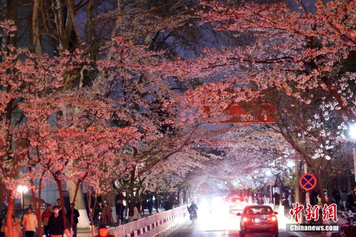 南京街頭“夜櫻”爛漫別有韻味