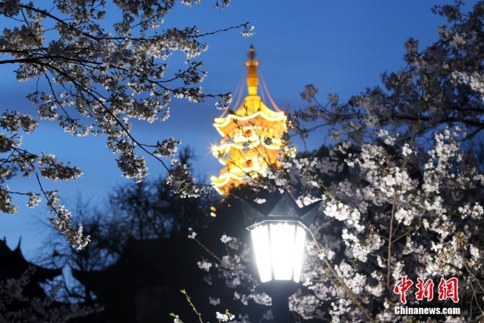 南京街頭“夜櫻”爛漫別有韻味