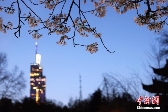 南京街頭“夜櫻”爛漫別有韻味