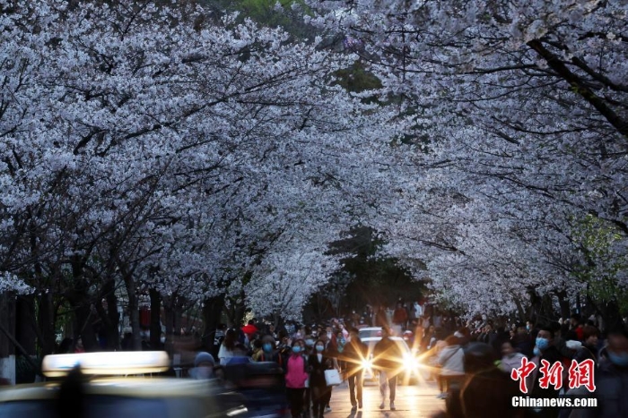 南京街頭“夜櫻”爛漫別有韻味