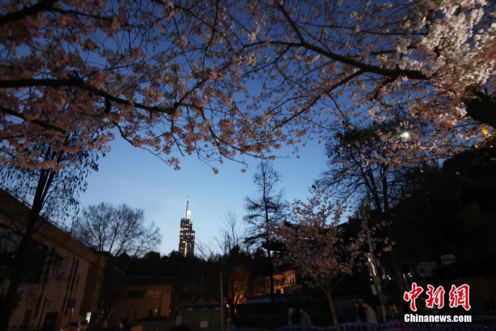 南京街頭“夜櫻”爛漫別有韻味