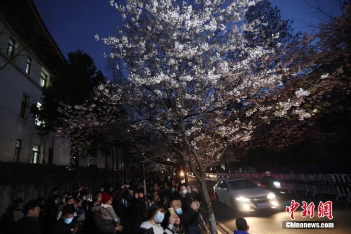 南京街頭“夜櫻”爛漫別有韻味