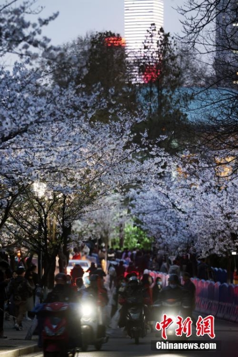 南京街頭“夜櫻”爛漫別有韻味