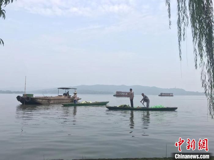 圖為工作人員在西湖水面作業(yè)?！〗瓧顭?攝