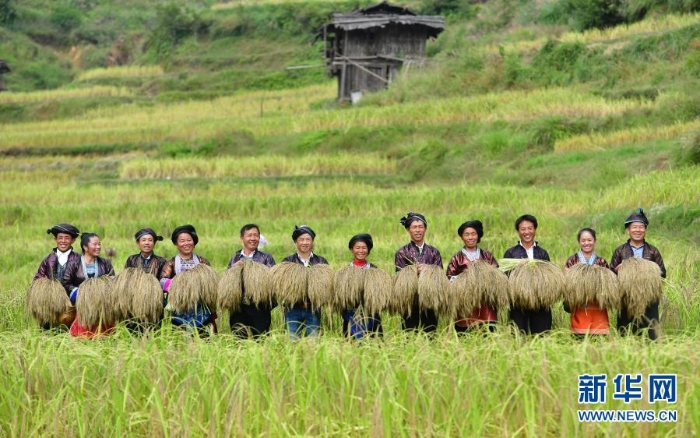 在廣西融水苗族自治縣良寨鄉(xiāng)大里村，村民們在展示剛剛收割的脫貧特色產(chǎn)品——紫黑香糯（2018年10月12日攝）。.jpg