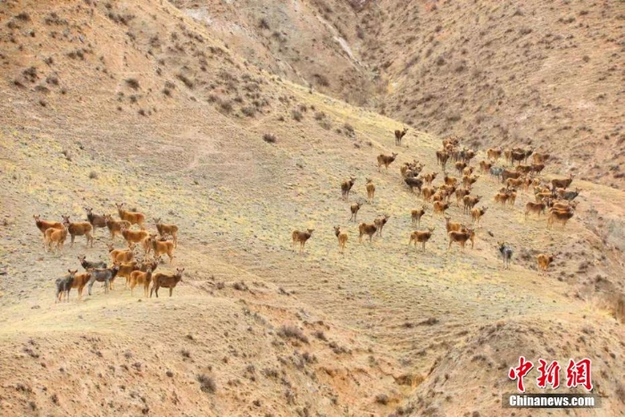 難得一見！祁連山下野生動物“組團”出道擺造型