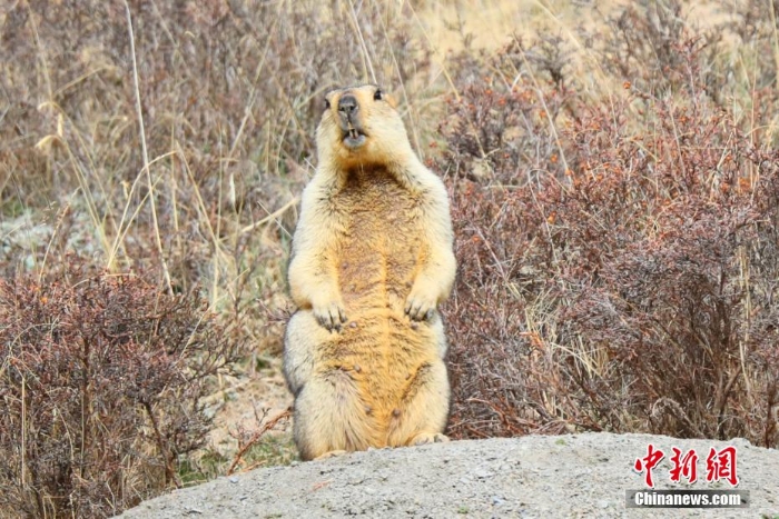 難得一見！祁連山下野生動物“組團”出道擺造型