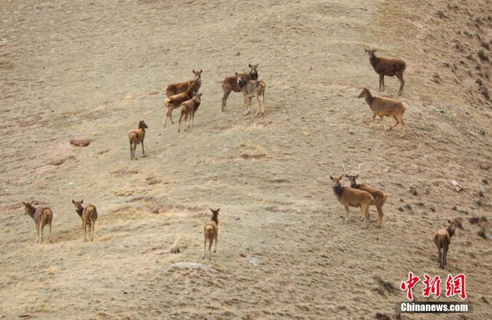 難得一見！祁連山下野生動物“組團”出道擺造型