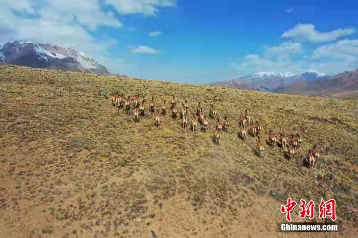 難得一見！祁連山下野生動物“組團”出道擺造型