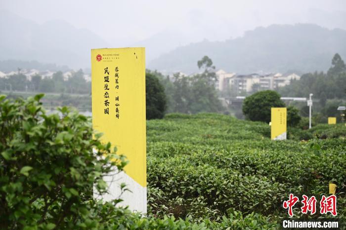 6月25日，四川成都邛崍夾關(guān)鎮(zhèn)茶園里樹立著各民主黨派生態(tài)茶園的牌子?！埮d龍 攝