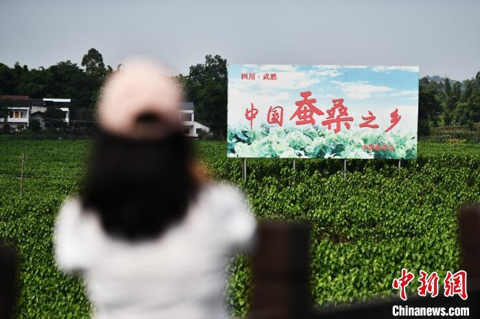 6月23日，媒體記者在四川武勝縣蠶?，F(xiàn)代農(nóng)業(yè)園區(qū)參觀?！埮d龍 攝