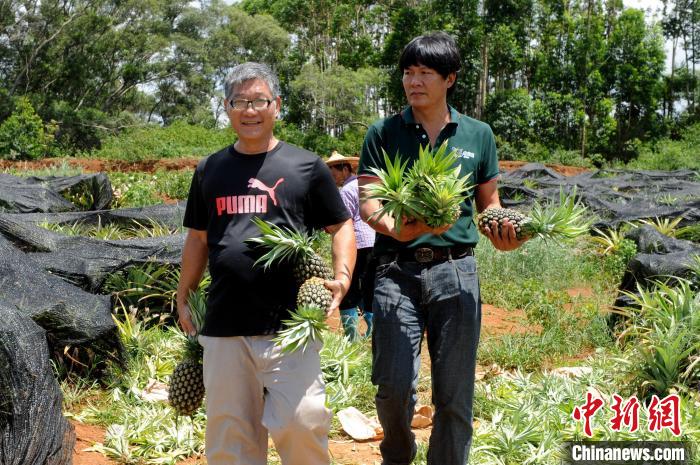 鳳梨農(nóng)場喜迎豐收季，曾熒煊喜形于色。　張金川 攝