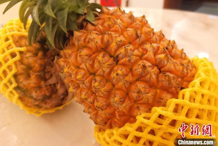 成熟的臺灣鳳梨?！埥鸫?攝