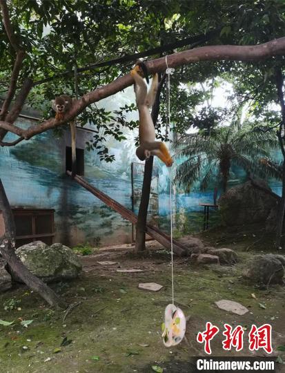 松鼠猴取食“果冰”。　成都動(dòng)物園供圖