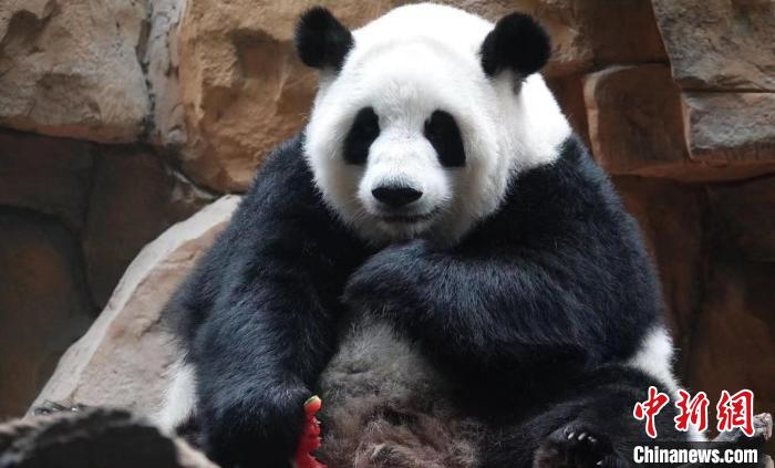 大熊貓品嘗可口的西瓜。　成都動(dòng)物園供圖
