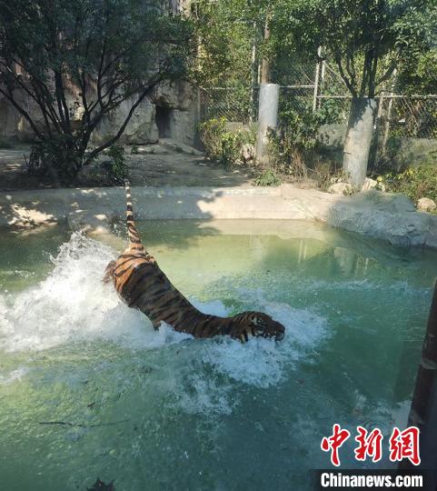 大老虎戲水?！〕啥紕?dòng)物園供圖