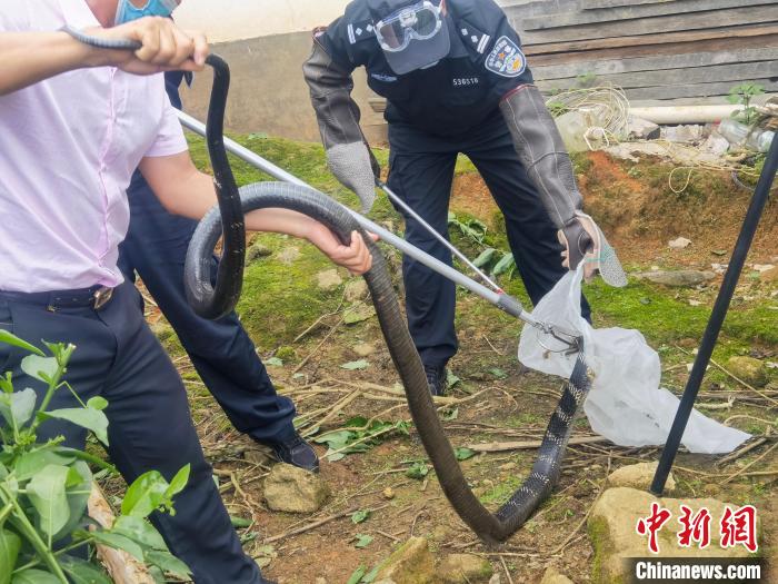 圖為民警對眼鏡王蛇進行處置?！〉潞赀吘彻芾碇ш牴﹫D