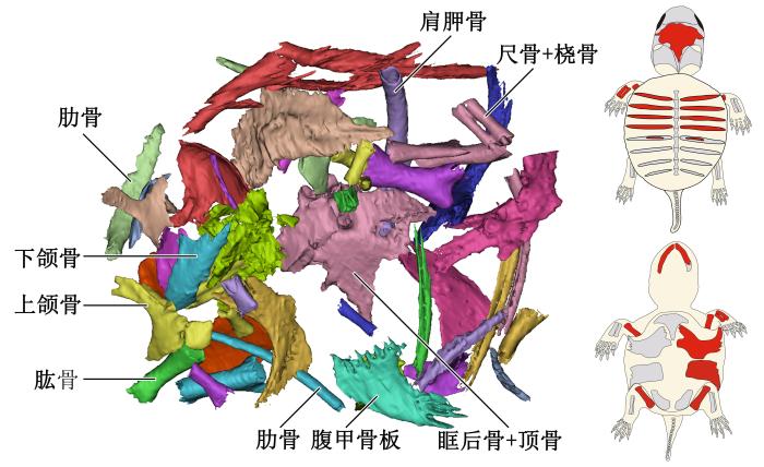 胚胎骨骼的復(fù)原與重建，左圖為3D重建圖，右圖紅色部分為識(shí)別出的龜胚胎骨骼?！⊙芯繄F(tuán)隊(duì) 供圖