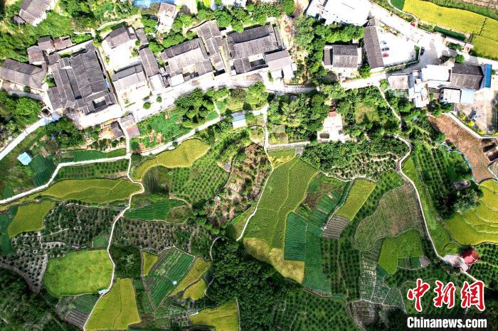空中鳥(niǎo)瞰林柄村，古厝稻田相得益彰?！⊥鯑|明 攝