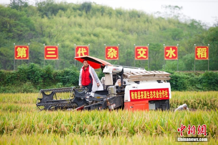 袁隆平團隊第三代雜交水稻雙季稻畝產(chǎn)超1600公斤