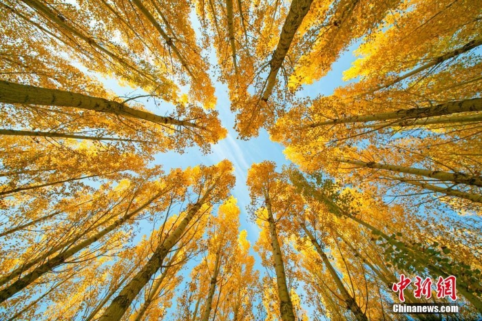 甘肅張掖：金秋蘆水灣層林盡染宛如油畫(huà)