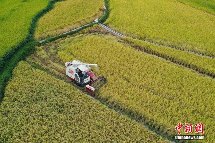 資料圖：收割機(jī)收割成熟水稻。 瞿宏倫 攝