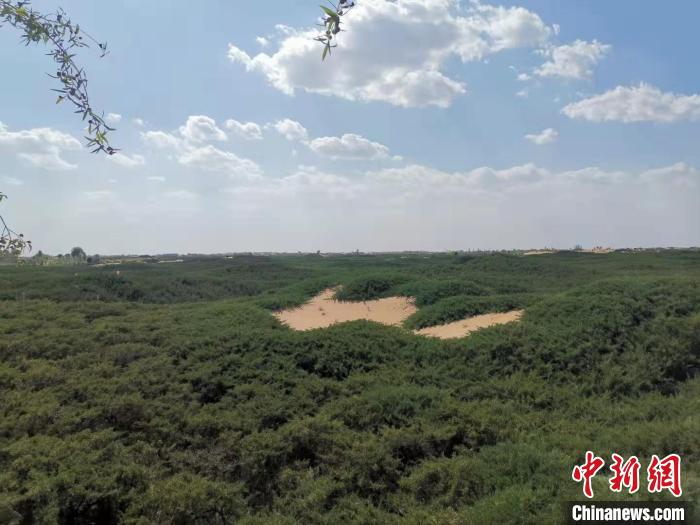 資料圖，圖為毛烏素沙地中的“綠色衛(wèi)士”沙地柏。　烏婭娜 攝