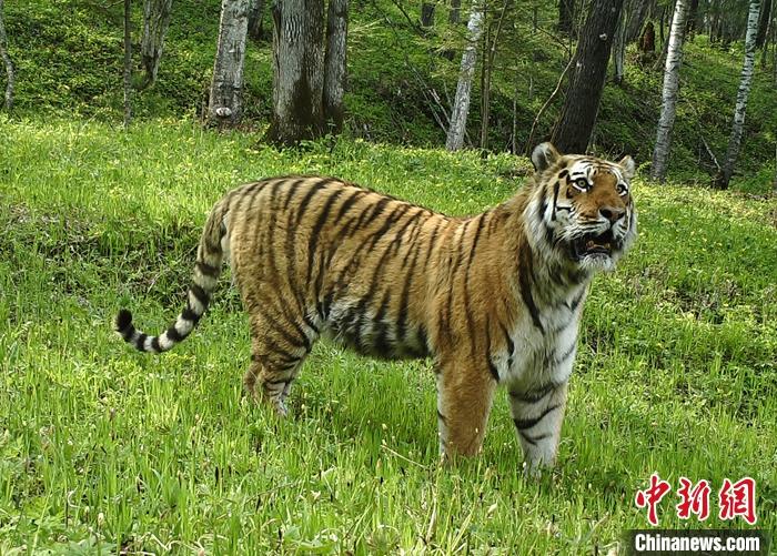 資料圖為遠紅外相機拍攝的東北虎照片。 <a target='_blank' href='http://www.chinanews.com/'>中新社</a>發(fā) 東北虎豹國家公園管理局 供圖