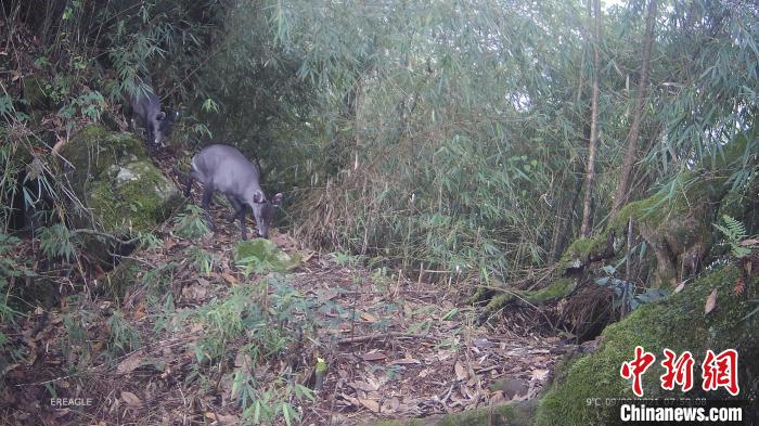 四川大邑：珍稀野生動物頻頻“搶鏡”