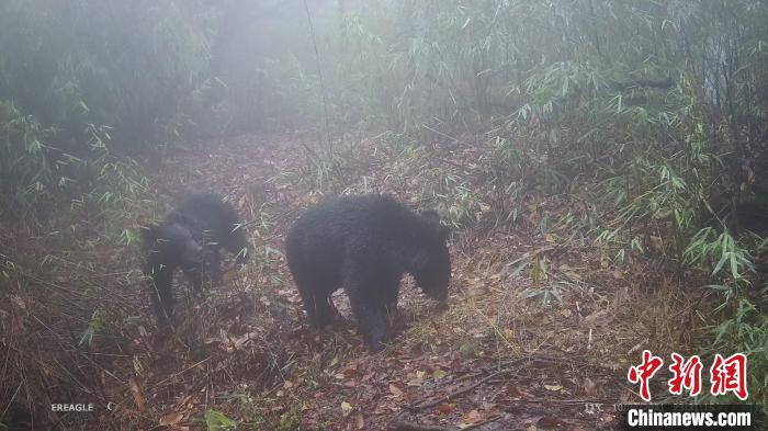 兩只黑熊在鏡頭前嬉戲打鬧。　大熊貓國家公園大邑管護(hù)總站供圖