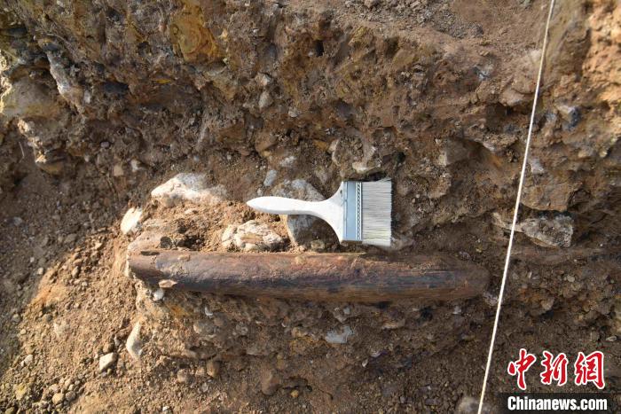 跋山遺址內(nèi)發(fā)掘出距今9.9萬年的象牙鏟?！±铑?攝
