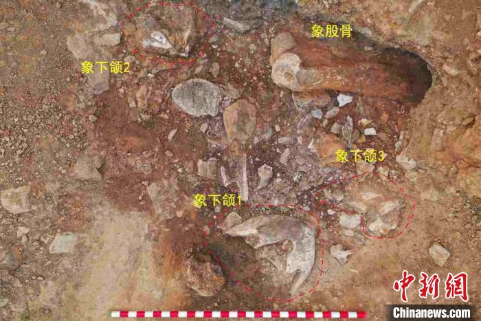 遺址現(xiàn)場發(fā)掘出石制品、骨牙角制品及動物化石5000余件。　李罡 攝