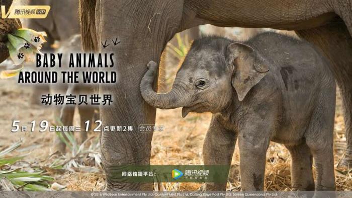 《動物寶貝世界》