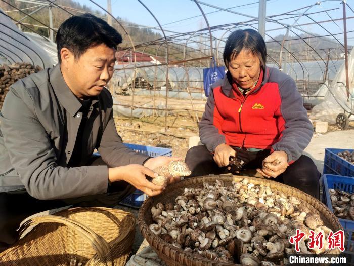 南漳縣薛坪鎮(zhèn)普陀庵村，村民在易遷安置點的香菇合作社務(wù)工 胡傳林 攝