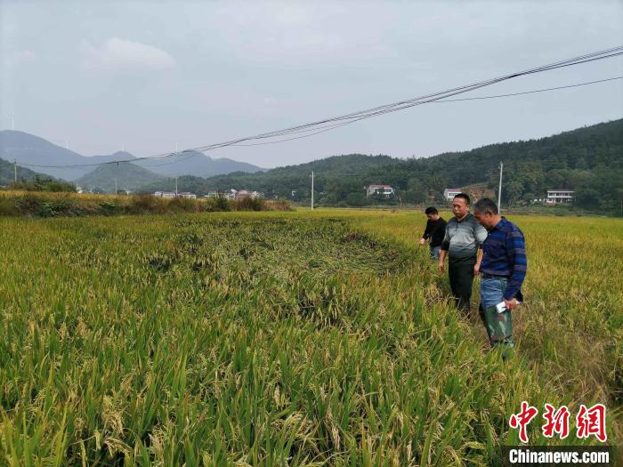農(nóng)業(yè)技術(shù)專(zhuān)家在田間查勘災(zāi)情?！∠母沸?攝