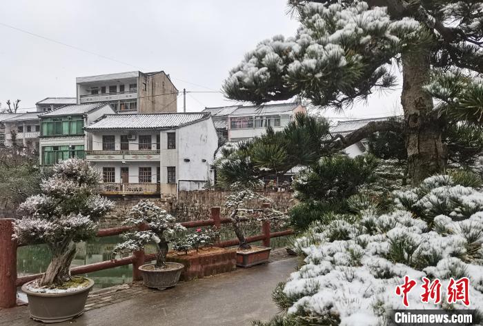 圖為：寧波奉化溪口鎮(zhèn)三十六灣村綠植上堆起雪花?！≡ǔ?通訊員) 攝