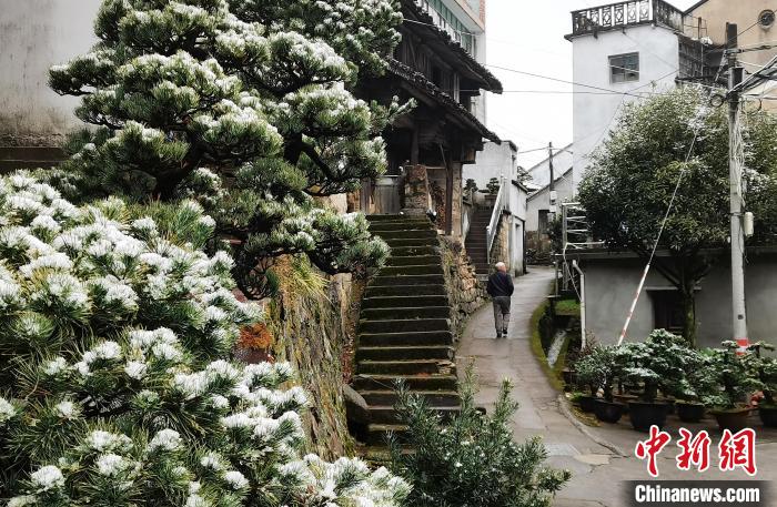 圖為：寧波奉化溪口鎮(zhèn)三十六灣村綠植上堆起雪花?！≡ǔ?通訊員) 攝