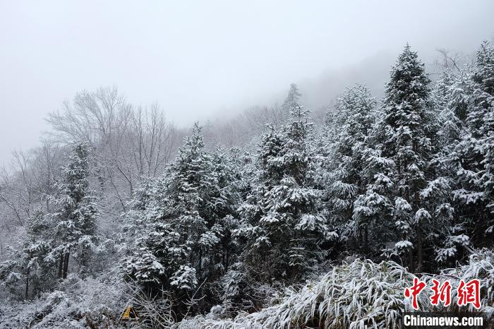 圖為：浙江金華北山迎來降雪?！堎?通訊員) 攝
