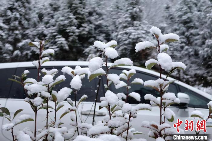 圖為：浙江金華北山的綠植樹葉上堆起皚皚白雪。　張賽(通訊員) 攝