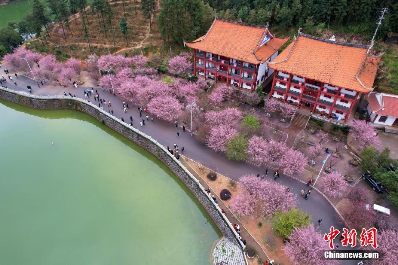 福州千年古剎梅花盛開迎客來(lái)