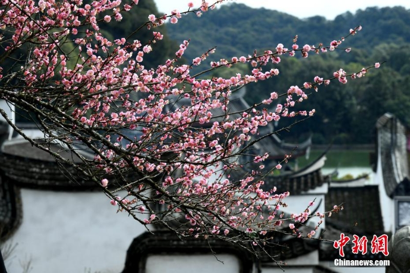福州千年古剎梅花盛開迎客來(lái)