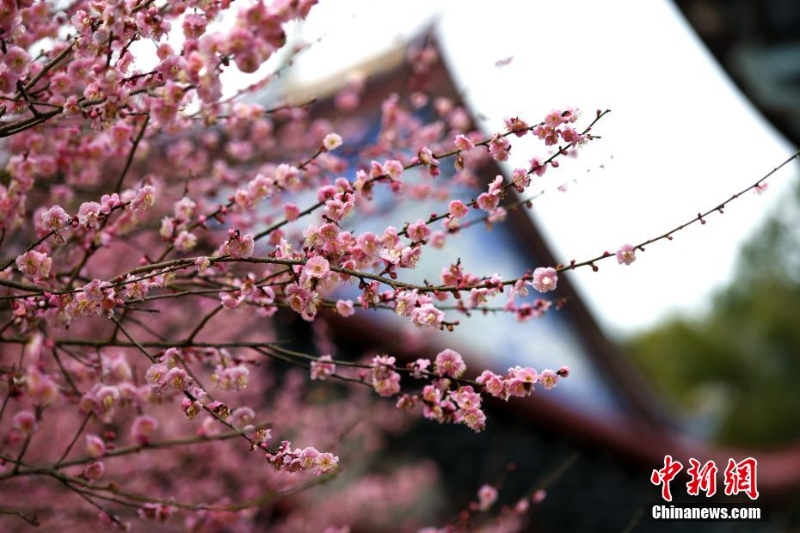 福州千年古剎梅花盛開迎客來(lái)