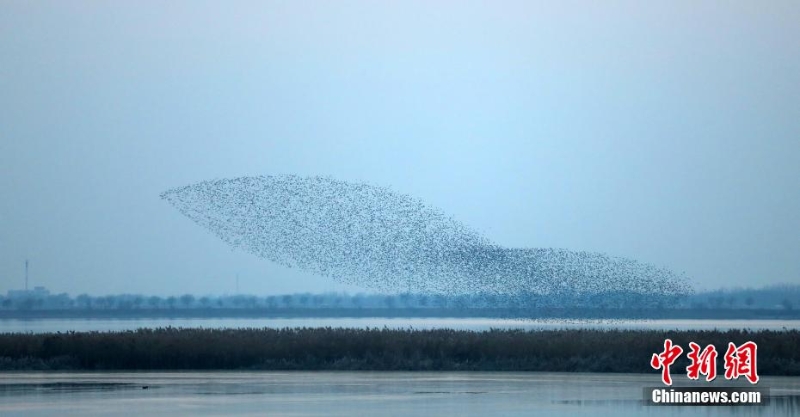 “京津冀最美濕地”衡水湖現(xiàn)萬(wàn)鳥齊飛“鳥浪”景觀