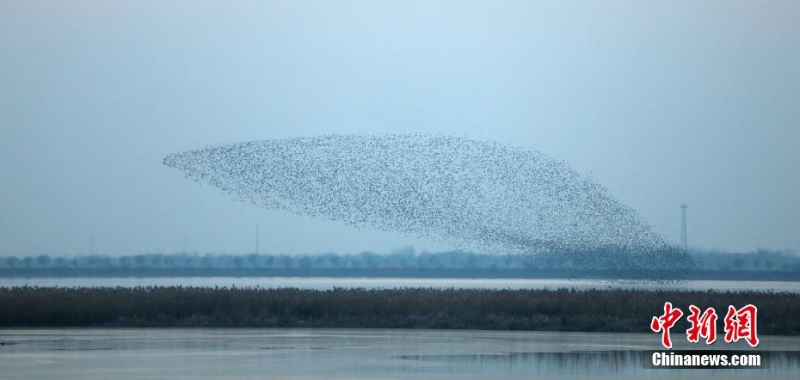 “京津冀最美濕地”衡水湖現(xiàn)萬(wàn)鳥齊飛“鳥浪”景觀