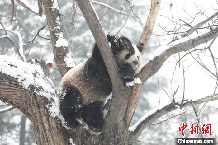 圖為大熊貓在雪中嬉戲。　西安秦嶺野生動物園供圖