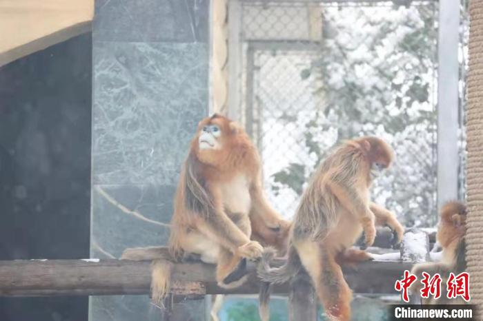 圖為金絲猴在雪中嬉戲?！∥靼睬貛X野生動物園供圖