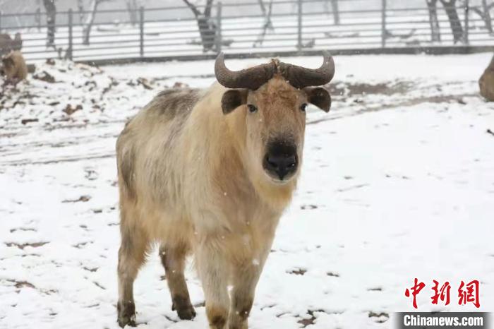 圖為羚牛在雪中“散步”?！∥靼睬貛X野生動物園供圖