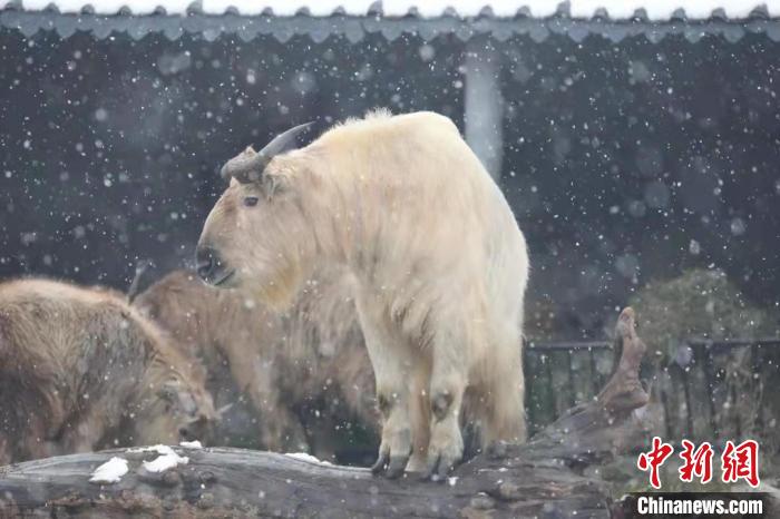 圖為羚牛在雪中“散步”?！∥靼睬貛X野生動物園供圖