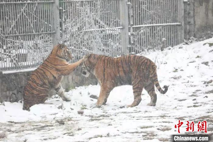 圖為東北虎在雪中嬉戲?！∥靼睬貛X野生動物園供圖